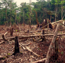 AVALAN PUNTOS DE ACUERDO EN MATERIA DE PROTECCIÓN DE LOS RECURSOS NATURALES