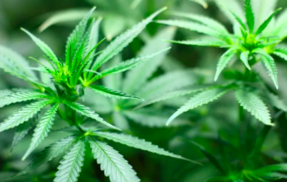 LA CÁMARA DE DIPUTADOS APROBARÁ EL MARTES REGULACIÓN DEL CANNABIS