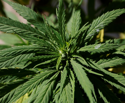 DIPUTADOS DAN LUZ VERDE AL USO LÚDICO DE LA MARIGUANA