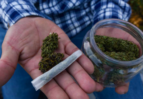 HACEN DECLARATORIA DE PUBLICIDAD AL DICTAMEN SOBRE CANNABIS