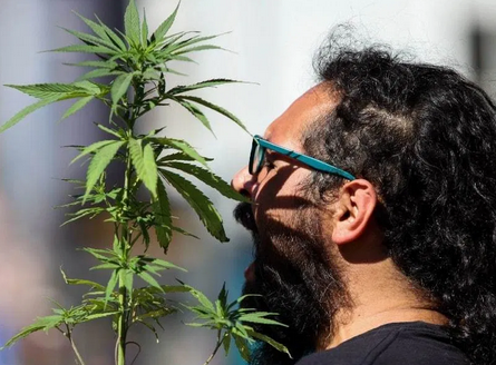 CÁMARA DE DIPUTADOS APRUEBA LEGALIZACIÓN DE LA MARIGUANA