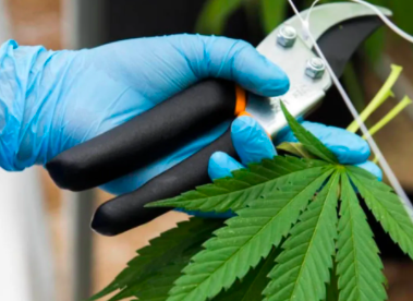 SENADO SIGUEN SIN ACUERDO PARA APROBAR REGULACIÓN DEL CANNABIS