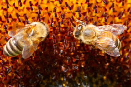 APRUEBAN LEY QUE RECONOCE A LAS ABEJAS COMO ESPECIE DE PROTECCIÓN PRIORITARIA