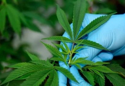 CON REGULACIÓN DE LA MARIGUANA MÉXICO VA A LA VANGUARDIA: MORENA