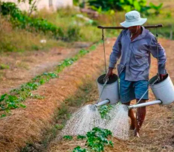 PROPONEN ESTABLECER PENSIÓN PARA LOS TRABAJADORES DEL CAMPO