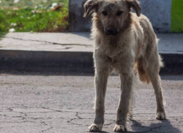 LEGISLAN PARA TIPIFICAR COMO DELITO EL ABANDONO DE ANIMALES DOMÉSTICOS