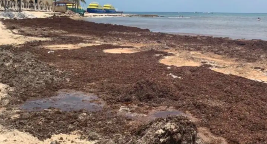 POR SARGAZO Y EN PLENAS VACACIONES, CIERRAN ALGUNAS PLAYAS EN QUINTANA ROO