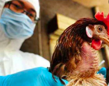 CONFIRMAN PRIMER CASO HUMANO DE GRIPE AVIAR H5 EN ESTADOS UNIDOS