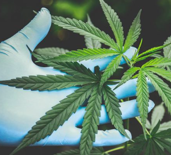 SENADO AGILIZARÁ TRÁMITE LEGISLATIVO PARA REGULAR LA MARIGUANA
