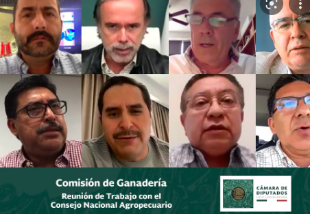 COMISIÓN DE GANADERÍA PREVÉ REUNIONES CON ORGANIZACIONES PECUARIAS￼