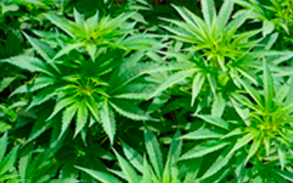 Refrenda Monreal compromiso de coadyuvar a regular uso del cannabis