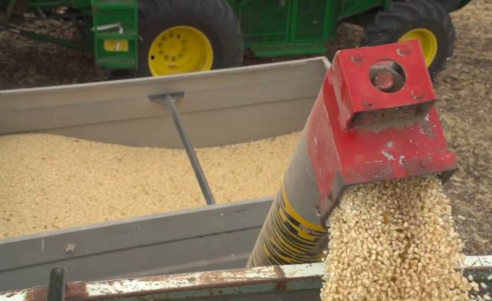 SEGALMEX COMPRARÁ 521 MIL TONELADAS DE MAÍZ PARA GARANTIZAR ABASTO￼￼