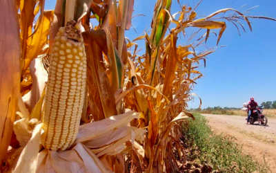 PIDEN LEGISLADORES A LA SHCP ASIGNAR MÁS RECURSOS PARA EL CAMPO EN EL PROYECTO DE PEF 2023￼