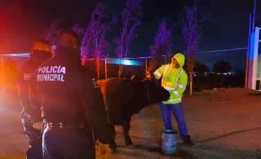 HALLAN BÚFALO DEAMBULANDO POR CALLES DE EL MARQUÉS, QUERÉTARO