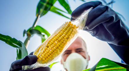 PESE A PRESIONES DE EU, MÉXICO NO ACEPTARÁ LA INTRODUCCIÓN DE MAÍZ TRANSGÉNICO PARA CONSUMO HUMANO
