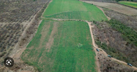 ASEGURAN EN SINALOA MEGA PLANTÍO DE AMAPOLA; EL MÁS GRANDE EN LO QUE VA DEL AÑO