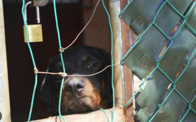 LEGISLAN PARA AUMENTAR DE 7 A 15 AÑOS DE PRISIÒN EL MALTRATO ANIMAL