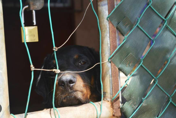 LEGISLAN PARA AUMENTAR DE 7 A 15 AÑOS DE PRISIÒN EL MALTRATO ANIMAL