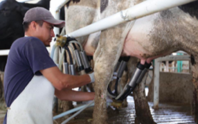COMISIÓN DE GANADERÍA PIDE A SSA, SADER Y SEGALMEX PROMOVER “CAMPAÑA NACIONAL DE CONSUMO DE LECHE”
