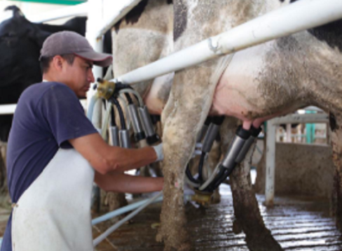 COMISIÓN DE GANADERÍA PIDE A SSA, SADER Y SEGALMEX PROMOVER “CAMPAÑA NACIONAL DE CONSUMO DE LECHE”