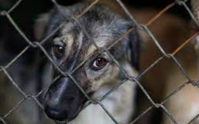 DESTACAN DIPUTADAS IMPORTANCIA DEL BIENESTAR ANIMAL Y DE LA LEGISLACIÓN AL RESPECTO