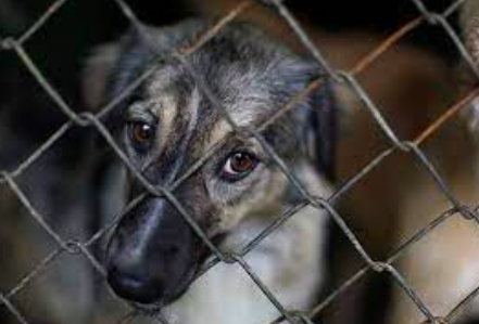 DESTACAN DIPUTADAS IMPORTANCIA DEL BIENESTAR ANIMAL Y DE LA LEGISLACIÓN AL RESPECTO