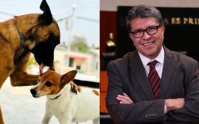 PROMUEVEN ELEVAR A RANGO CONSTITUCIONAL LA PROTECCIÒN DE LOS ANIMALES
