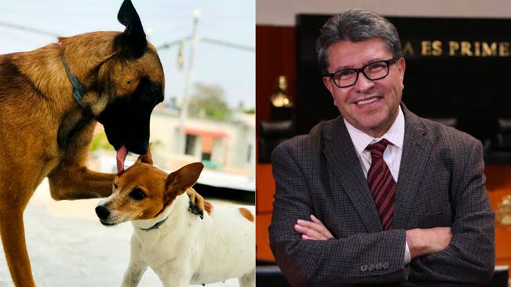 PROMUEVEN ELEVAR A RANGO CONSTITUCIONAL LA PROTECCIÒN DE LOS ANIMALES