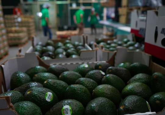 SE DUPLICARON EN UNA DÉCADA LAS EXPORTACIONES AGROALIMENTARIAS: BANXICO