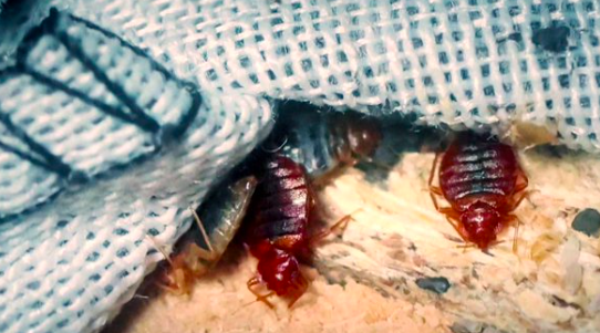 FRANCIA CULPA A MEDIOS RUSOS DE PSICOSIS POR PLAGA DE CHINCHES