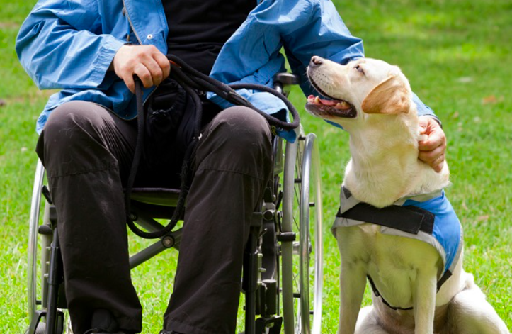 Respalda Senado reforma para que personas con discapacidad puedan acceder a espacios públicos con animales de apoyo