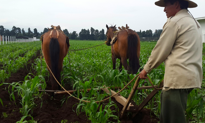 DENUNCIA PRI RECORTES HISTÓRICOS AL CAMPO, PARA GARANTIZAR SEGUROS AGRÍCOLAS Y LA BÚSQUEDA DE PERSONAS, ENTRE OTROS RUBROS