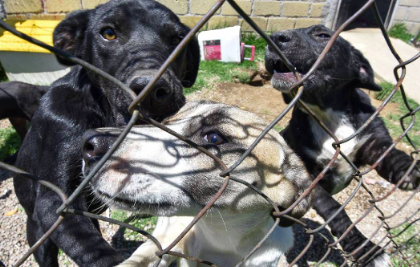 PROPONE PVEM REFORMA EDUCATIVA PARA FOMENTAR RESPETO A TODOS LOS ANIMALES