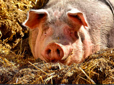 TEMORES DE GRIPE, REINO UNIDO REGISTRA EL PRIMER CASO HUMANO DE INFLUENZA PORCINA (H1N2)