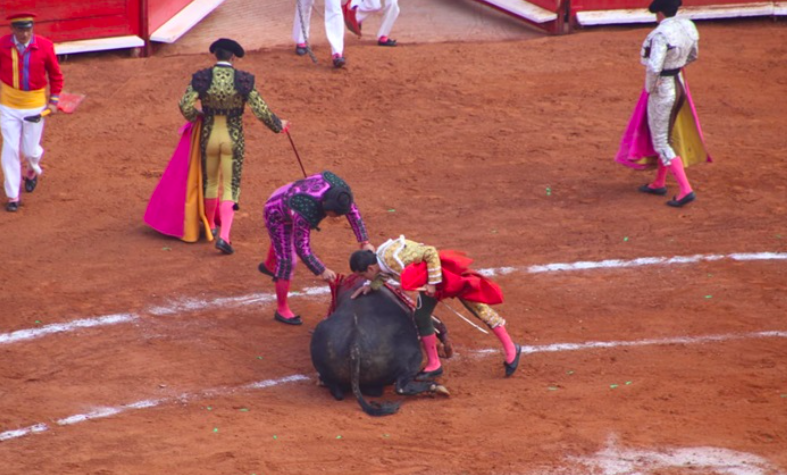Jueza ordena la suspensión inmediata de las corridas de Toros