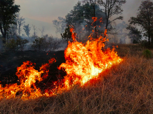 PROPONE PVEM DE 20 A 40 AÑOS DE CÁRCEL Y MULTAS DE TRES MILLONES DE PESOS A QUIEN PROVOQUE INCENDIOS FORESTALES