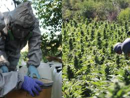 MILITARES ASEGURAN LABORATORIO DE METANFETAMINAS Y PLANTÍOS DE MARIGUANA EN SINALOA