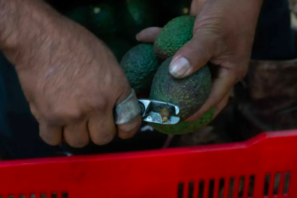 BLOQUEA EU EXPORTACIONES MEXICANAS DE AGUACATE POR ATAQUE A INSPECTORES