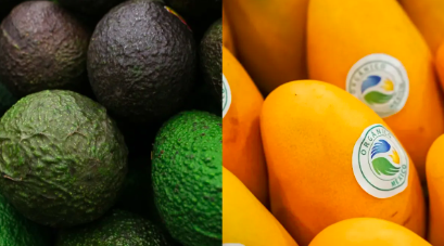 SUSPENDE ESTADOS UNIDOS INSPECCIONES DE AGUACATE Y MANGO EN MICHOACÀN