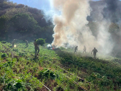 DESTRUYEN SEDENA Y FGR 7.3 TONELADAS DE NARCÓTICOS EN CULIACÁN