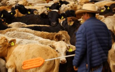 EU VUELVE A CERRAR SU FRONTERA AL GANADO MEXICANO POR GUSANO BARRENADOR