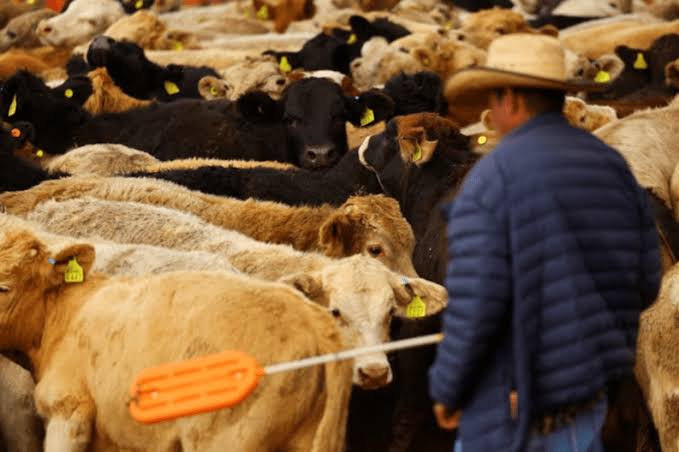 EU VUELVE A CERRAR SU FRONTERA AL GANADO MEXICANO POR GUSANO BARRENADOR