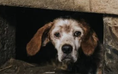CREARÀN PADRÓN NACIONAL DE PERSONAS SANCIONADAS POR VIOLENCIA CONTRA LOS ANIMALES