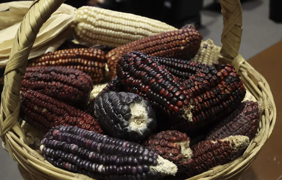 SECRETARÍA DE AGRICULTURA ANUNCIA PRECIO DE 6 MIL 50 PESOS POR TONELADA DE MAÍZ BLANCO EN 3 ESTADOS