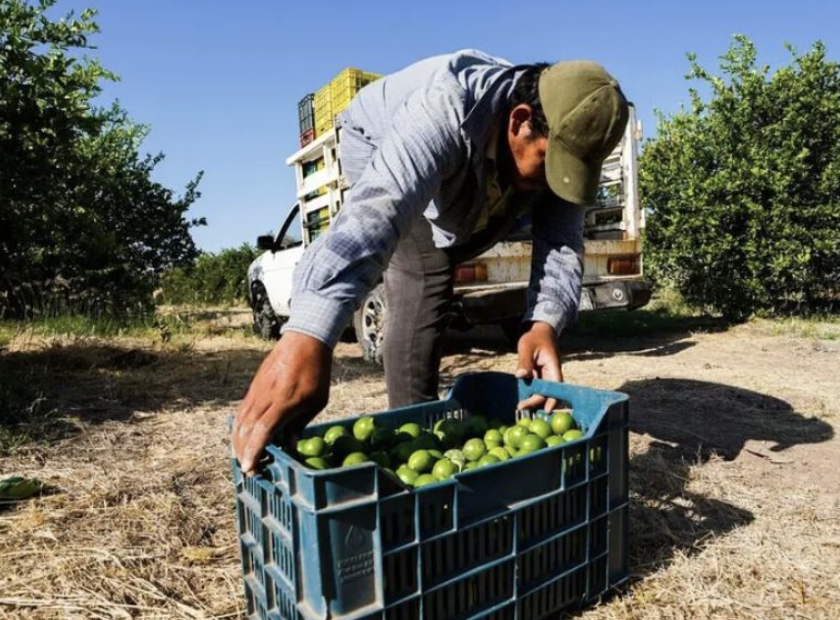 APLICAN LABORES DE INTELIGENCIA PARA PREVENIR EXTORSIONES A LIMONEROS DE MICHOACÁN