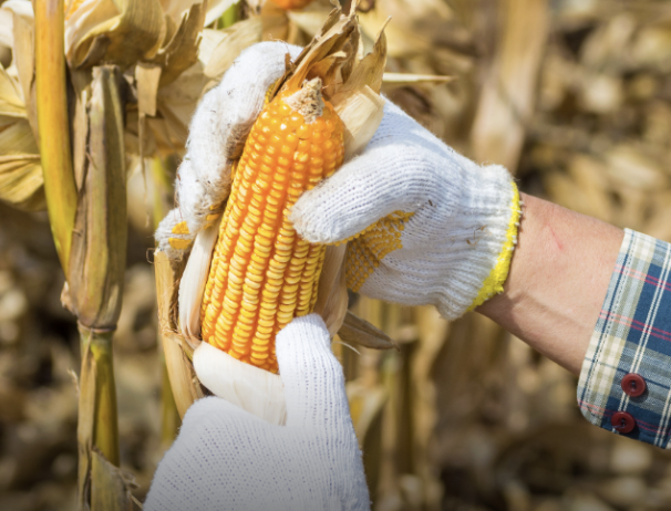 AGRICULTURA Y MAICEROS DEL BAJÍO ACUERDAN APOYO DE 950 PESOS POR TONELADA