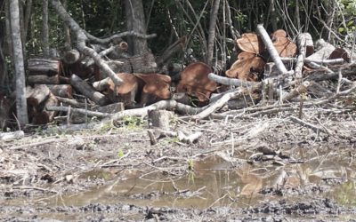 DIPUTADOS AVALAN PENAS DE 20 AÑOS POR TRÁFICO DE TOTOABA Y DELITOS AMBIENTALES GRAVES