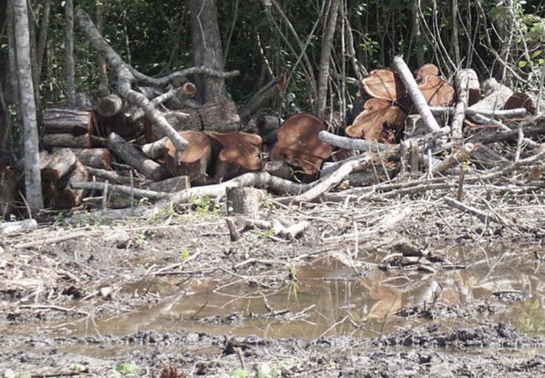DIPUTADOS AVALAN PENAS DE 20 AÑOS POR TRÁFICO DE TOTOABA Y DELITOS AMBIENTALES GRAVES