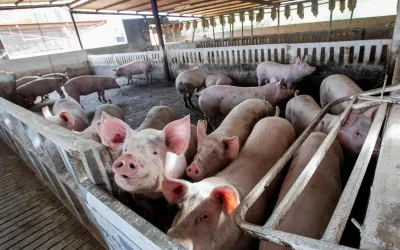 POR PESTE PORCINA EN ESPAÑA, MÈXICO, EU, JAPÒN, TAIWAN Y CHINA SUSPENDEN IMPORTACIONES