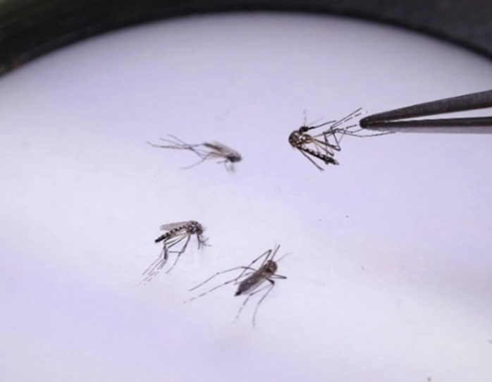 AVANZA EN YUCATÁN ESTRATEGIA DE LA SSA PARA REDUCIR CONTAGIOS POR MOSQUITOS